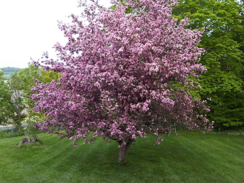 Woodleigh Farms Ltd. – Cavan Fresh