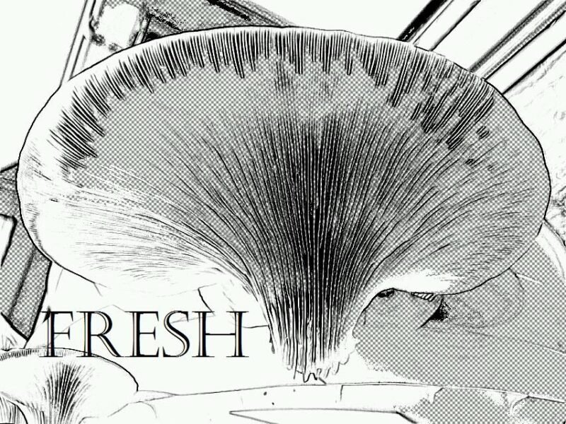 Fresh Niagara Mushrooms