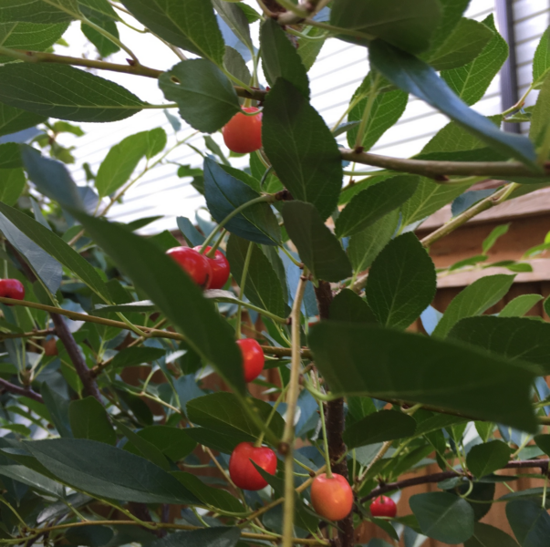 MaGi Fruits