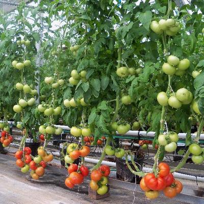 Hackl Greenhouses